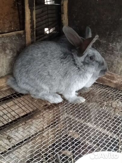 Кролы Полтавское серебро и Белый панон