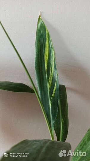 Альпиния Церумбет вариегатная