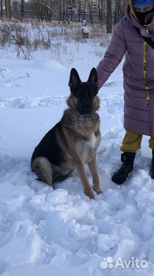 Ждем невесту