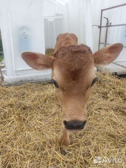 Телята бычки на откорм