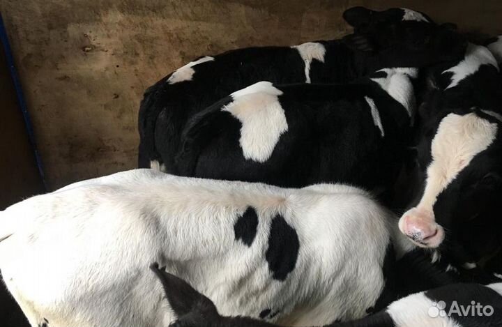 В продаже бычки, те что на фото