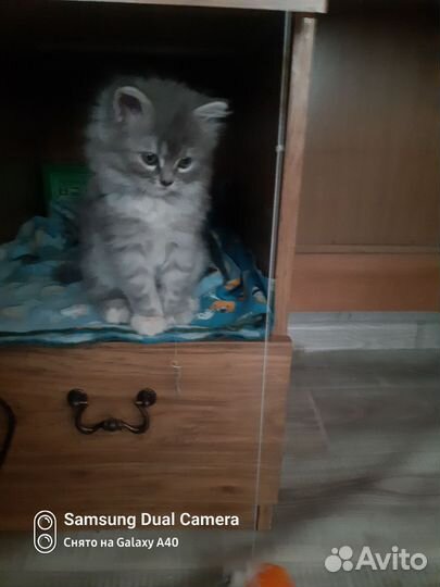 Отдам в добрые руки