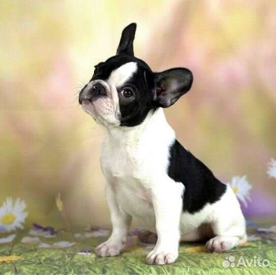 Девочка французского бульдога