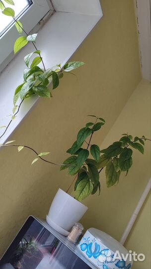 Продам цветы комнатные