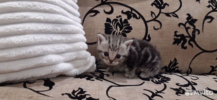 Котята шотландские