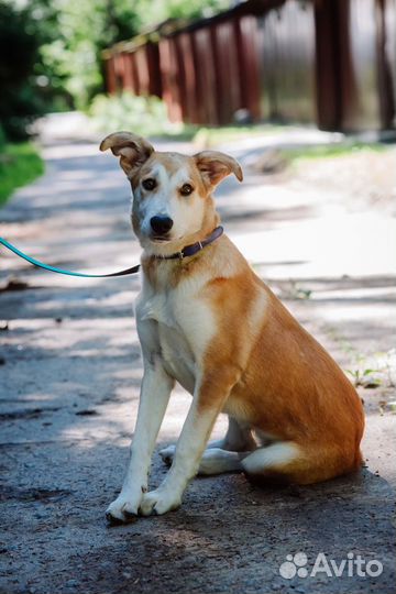 Молодая послушная и ласковая собачка, 1 год