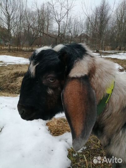 Англо нубийский козел
