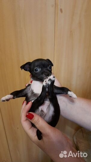Щенки чихуахуа мини