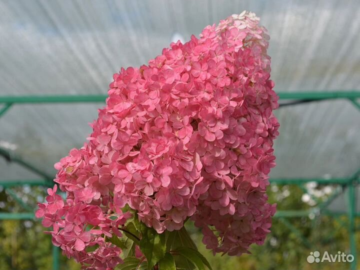 Гортензия метельчатая