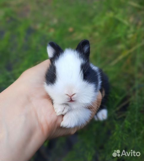 Карликовые крольчата