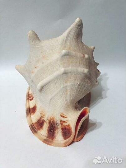 Большая морская раковина