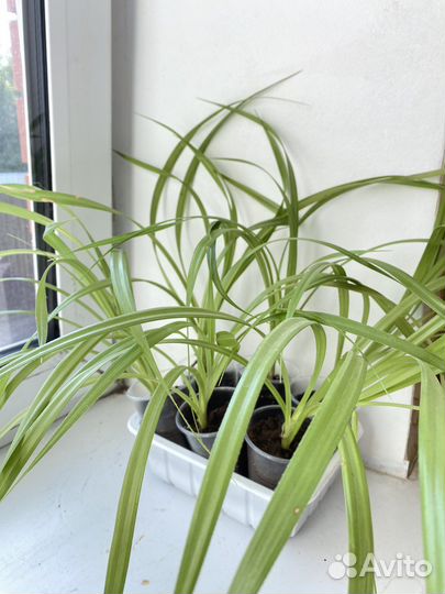 Пальма панданус