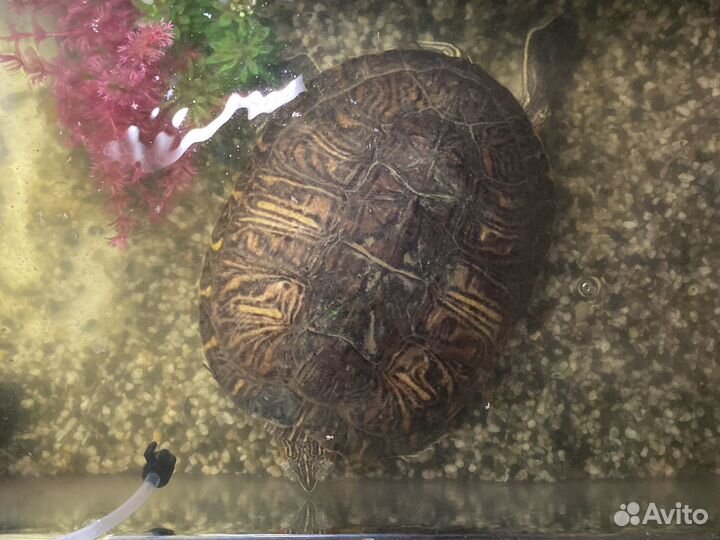Черепаха с приданым
