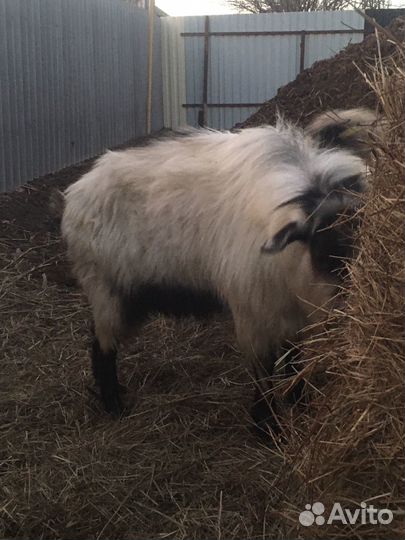 Козел альпийский