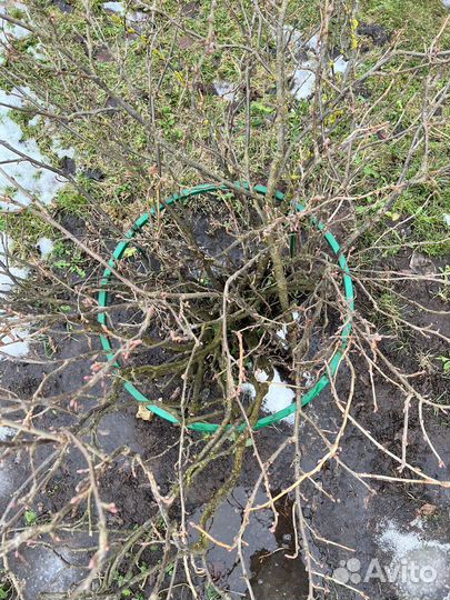 Подставка под кусты