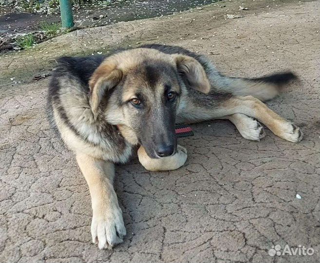 Собака в добрые руки