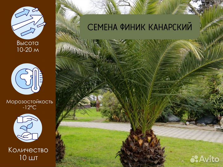 Семена пальм