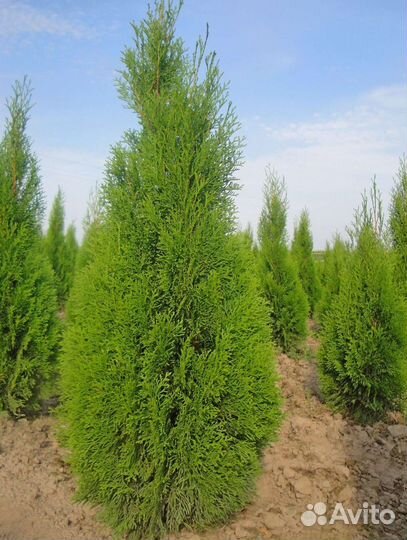 Туя Колумна Западная 1,4-1,6 м