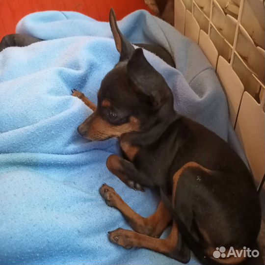 Пражский крысарик-миник