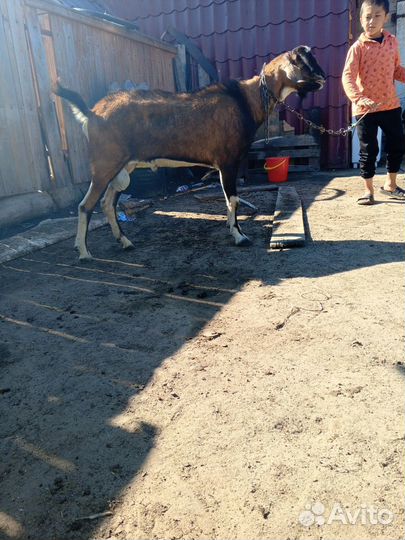 Козел альпийский