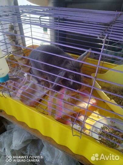 Декоративные кролики вислоухие