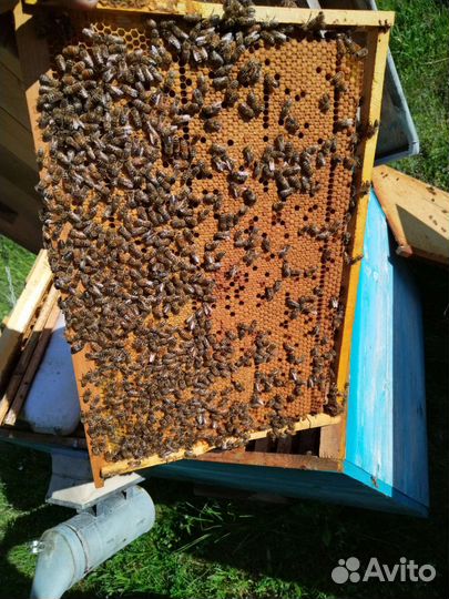 Пчеламатки