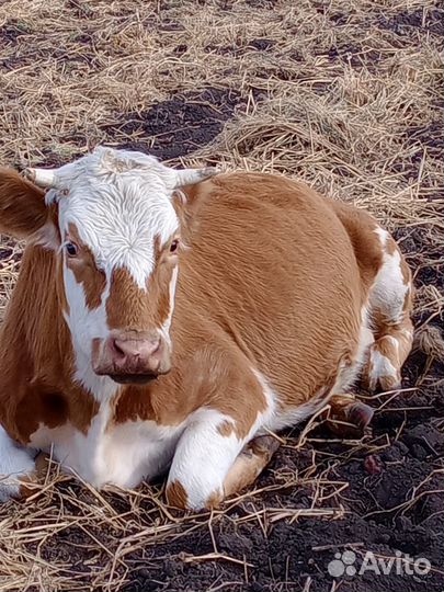 Корова стельная