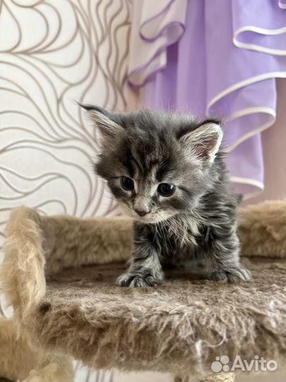 Котята мейн-кун