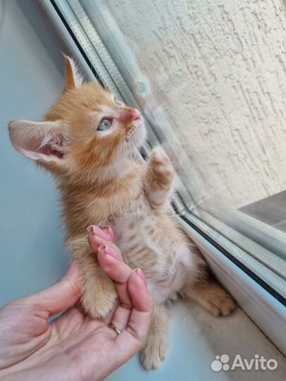 Рыжий чудный мальчик в ответственные руки