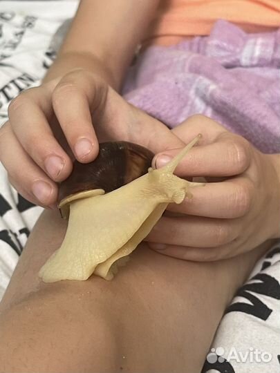 Улитки ахатины бесплатно