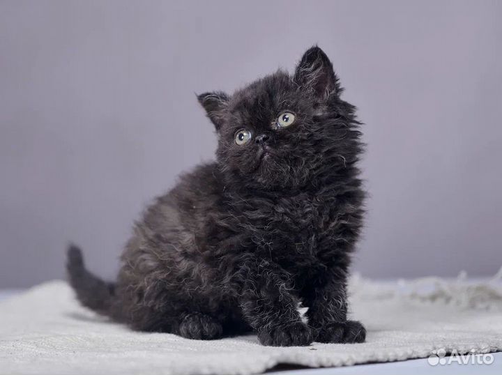 Кудрявые малыши