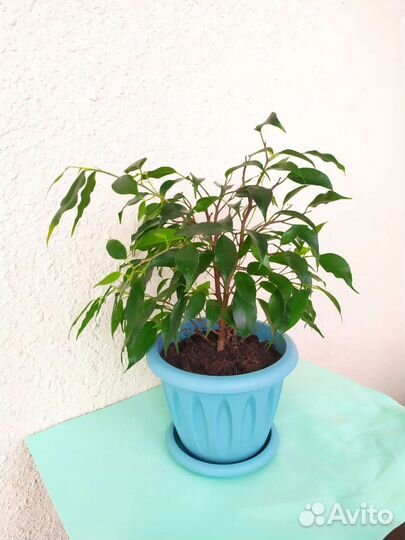 Фикус бенджамина
