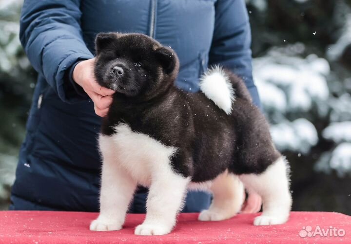 Шикарные девочки Американской акиты из питомника