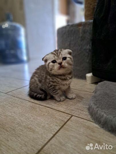 Шотландские вислоухие котята