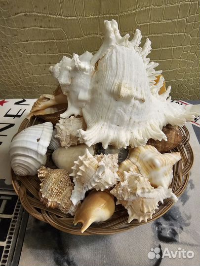 Морские ракушки раковины