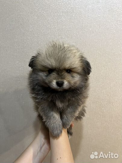 Щенки шпица