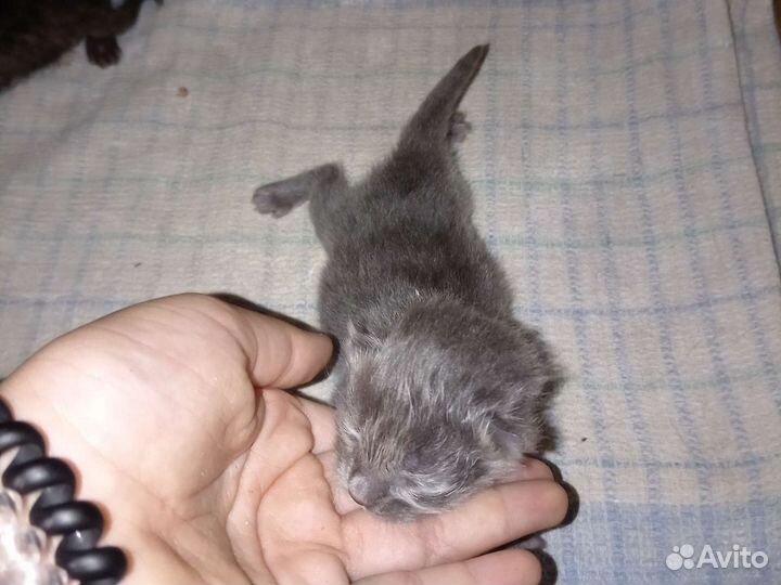 Одаём котят