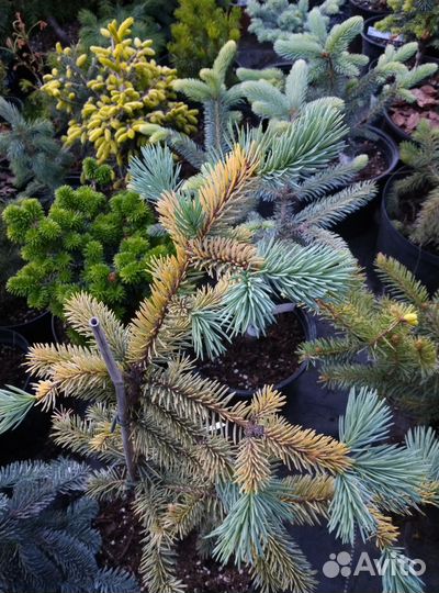 Ели, сосны коллекция. сезон 2024