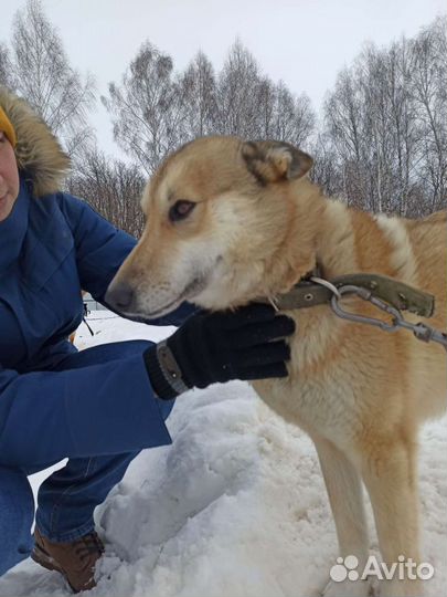 Собака компаньон в дар