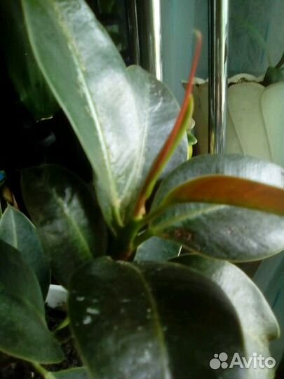 Цветы разные