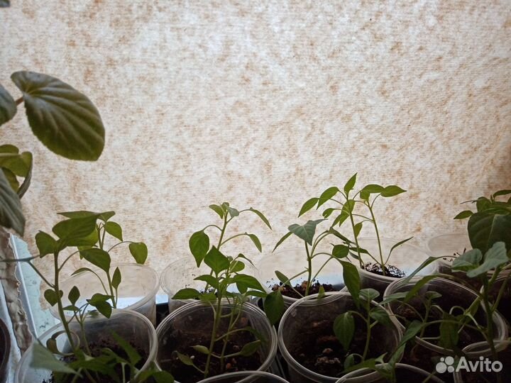 Рассада острого перчика