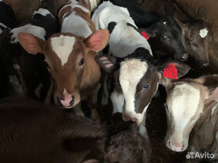 Бычки телята