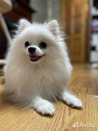 Померанский шпиц девочка