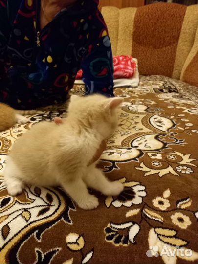 Кошка в дар