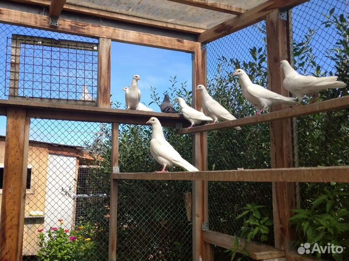 Бойные голуби