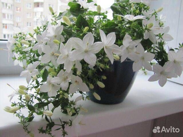 Кампанулы комнатные, эпифиллум Аккермана