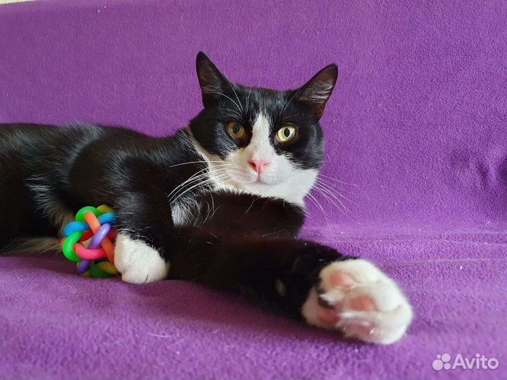 Молодой кот маркиз в добрые руки