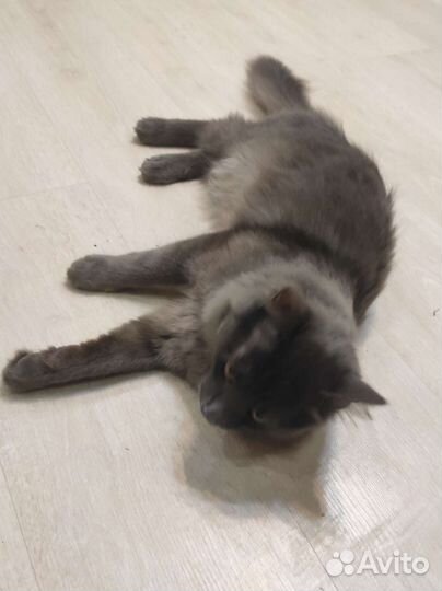 Кот для вязки