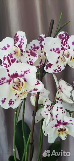 Орхидея фаленопсис Танго