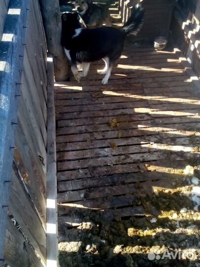 Отдам в хорошие руки собак